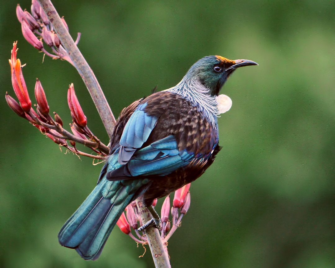 Prosthemadera_novaeseelandiae_-Waikawa,_Marlborough,New_Zealand-8(2).jpg