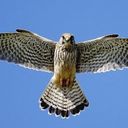 Kestrel